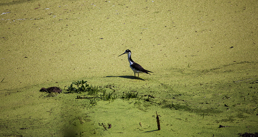 Bird in the sand